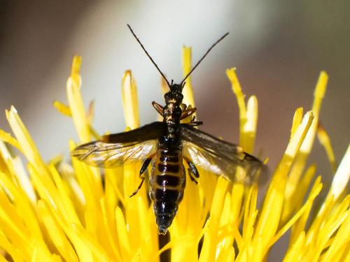 Oedemera barbara