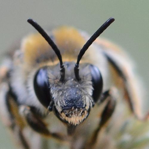 Eucera longicornis