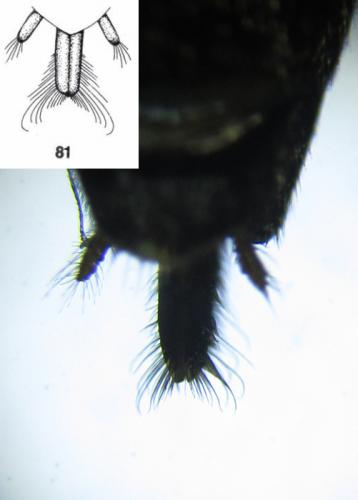 Dolerus aeneus