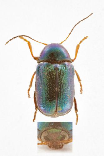 Réf. 260 619 : Cryptocephalus nitidulus