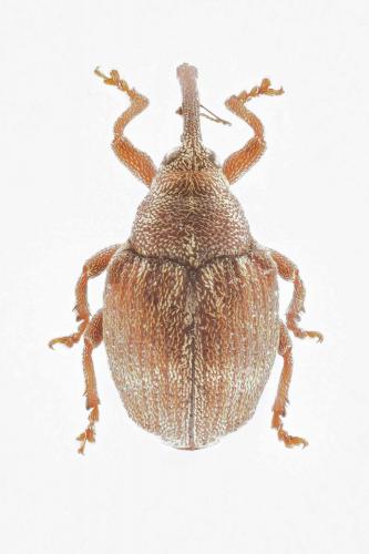 Réf. 260 563 : Coeliodes ruber