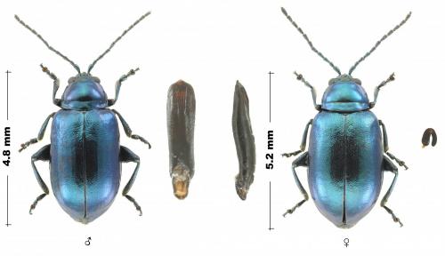 Réf. 260 354 : Altica lythri