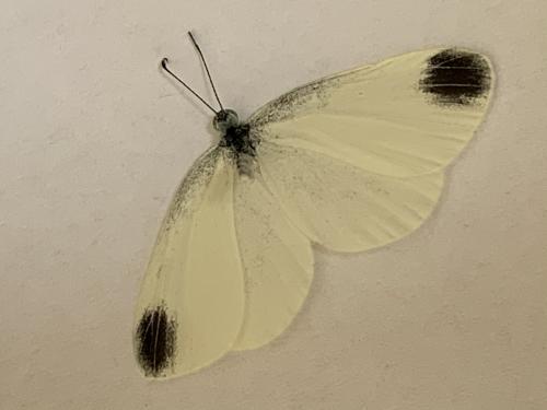 Leptidea sinapis