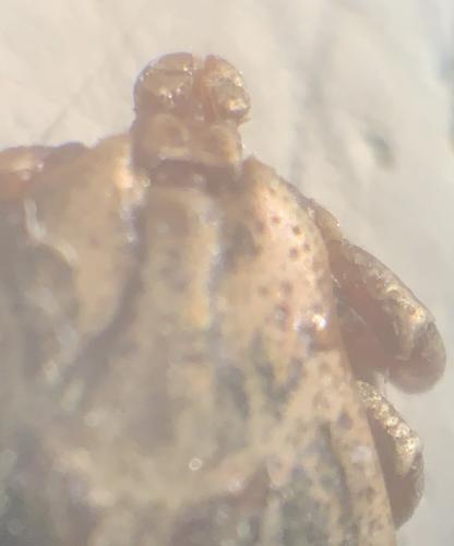 Dermacentor marginatus