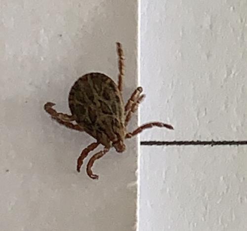 Dermacentor marginatus