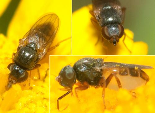 Oscinimorpha sp.