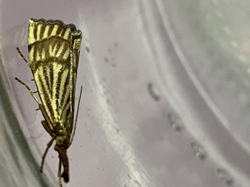 Réf. 260 698 : Chrysocrambus linetella