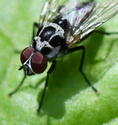 Anthomyia procellaris