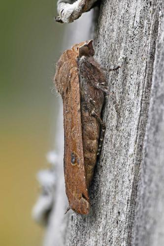 Noctua pronuba