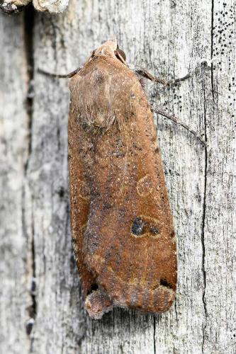 Noctua pronuba