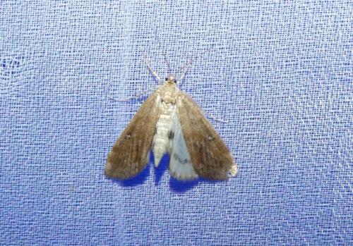 Réf. 260 466 : Parapoynx stratiotata