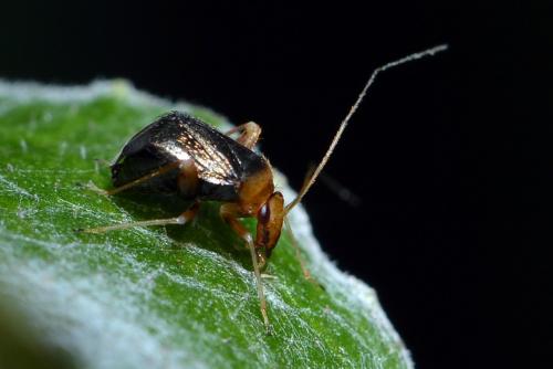 Réf. 260 722 : Halticus luteicollis