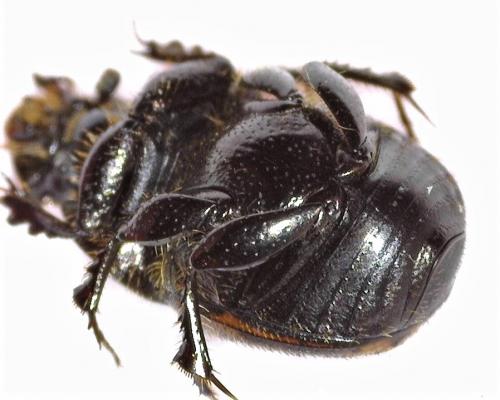 Réf. 260 005 : Onthophagus sp.
