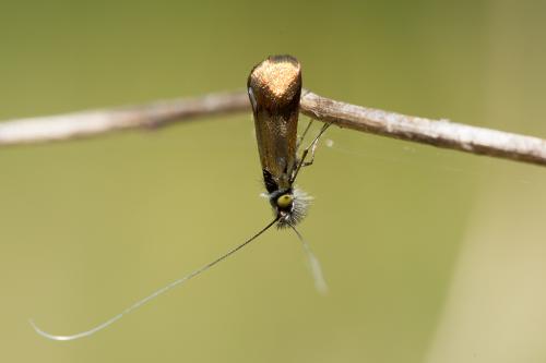 Nemophora sp.