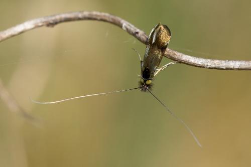 Nemophora sp.