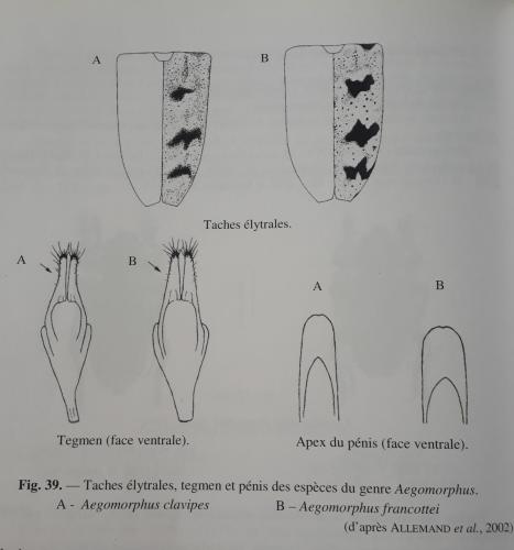 Aegomorphus divers