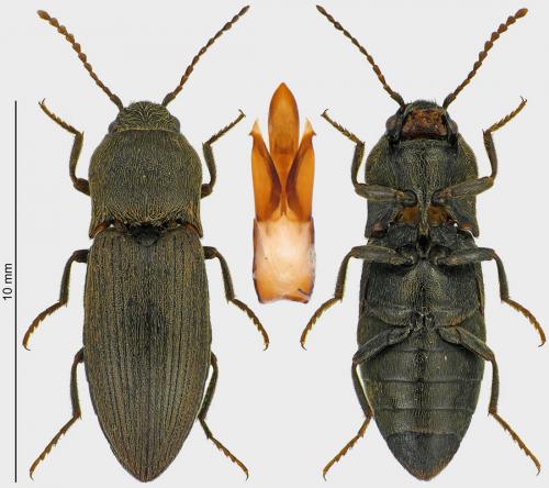 Réf. 260 991 : Agriotes obscurus
