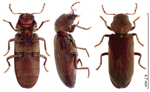 Microbregma emarginatum