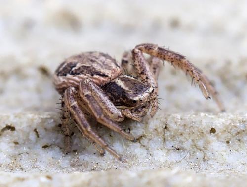 Xysticus sp.