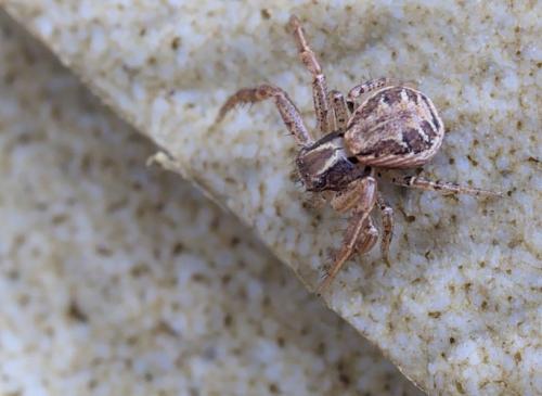 Xysticus sp.