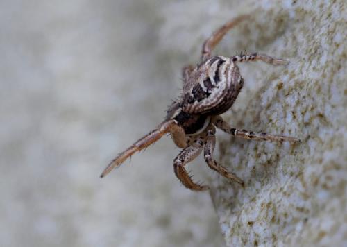 Xysticus sp.