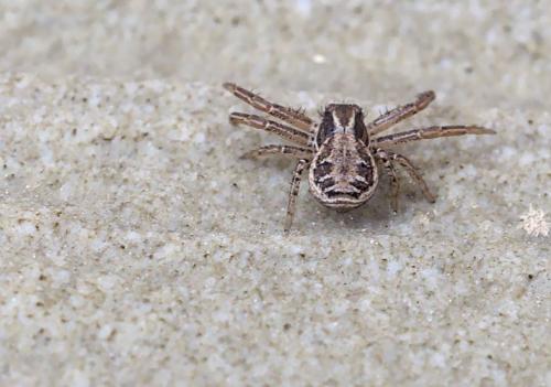 Xysticus sp.