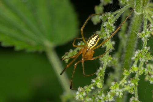 Réf. 260 921 : Enoplognatha (latimana-ovata)