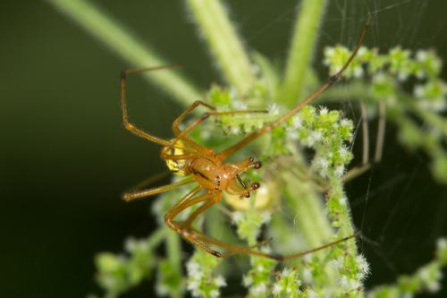 Enoplognatha (latimana-ovata)