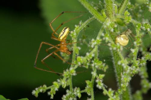 Réf. 260 922 : Enoplognatha (latimana-ovata)