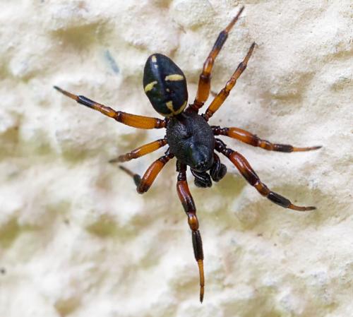 Asagena phalerata
