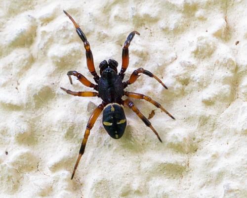 Asagena phalerata