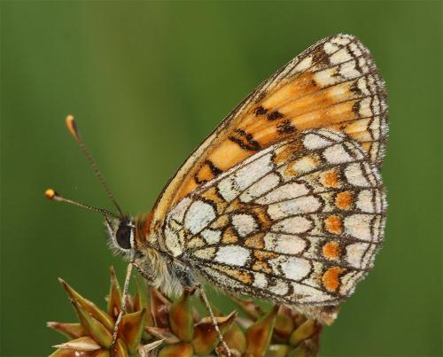 Réf. 260 877 : Melitaea sp.