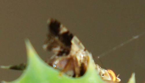 Tephritis sp.