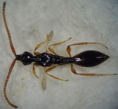 Réf. 260 186 : Belyta sp.