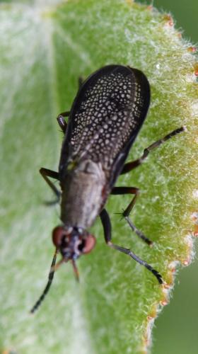Coremacera marginata