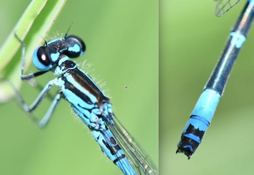 Réf. 260 676 : Coenagrion puella