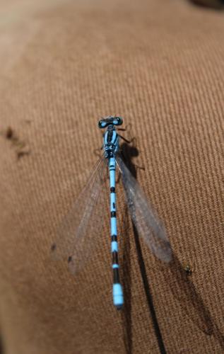 Enallagma cyathigerum