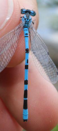 Réf. 260 057 : Enallagma cyathigerum