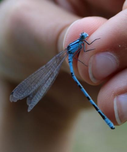 Enallagma cyathigerum