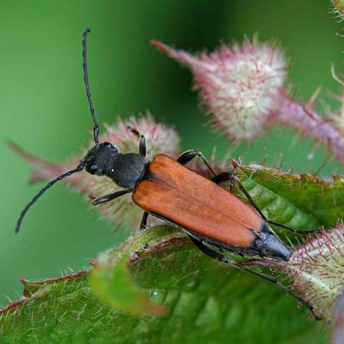Anastrangalia dubia