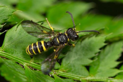 Cerceris sp.