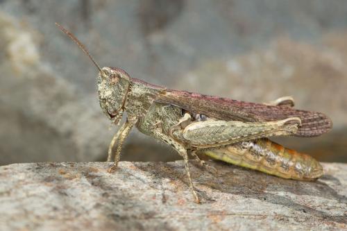 Chorthippus sp.