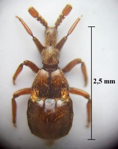 Réf. 260 407 : Claviger piochardi brucki