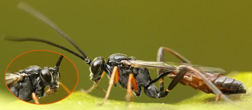 Cryptinae