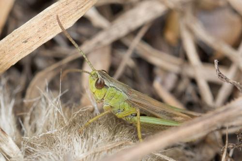 Réf. 260 315 : Pseudochorthippus parallelus parallelus