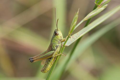 Réf. 260 313 : Pseudochorthippus parallelus
