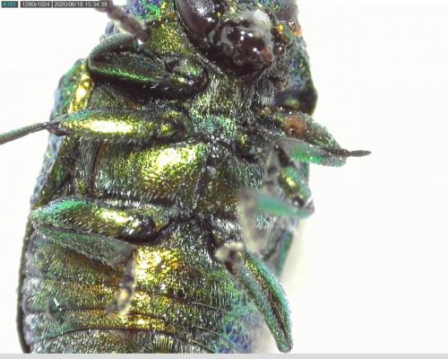 Cryptocephalus sp.