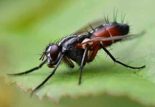 Réf. 260 816 : Mintho rufiventris
