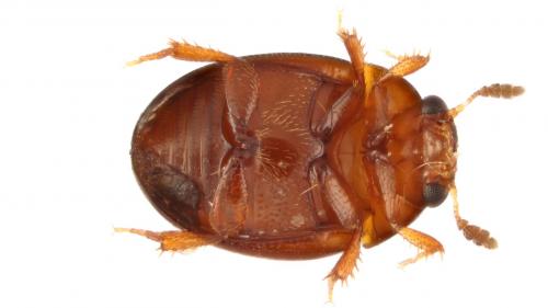 Liocyrtusa vittata
