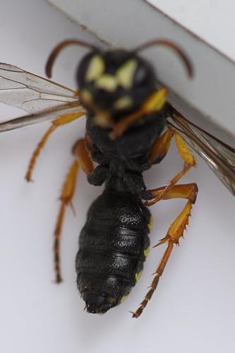 Réf. 260 716 : Cerceris quinquefasciata